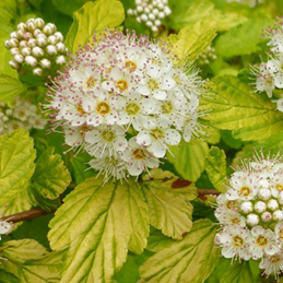     Physocarpus opulifolius Dart's Gold  